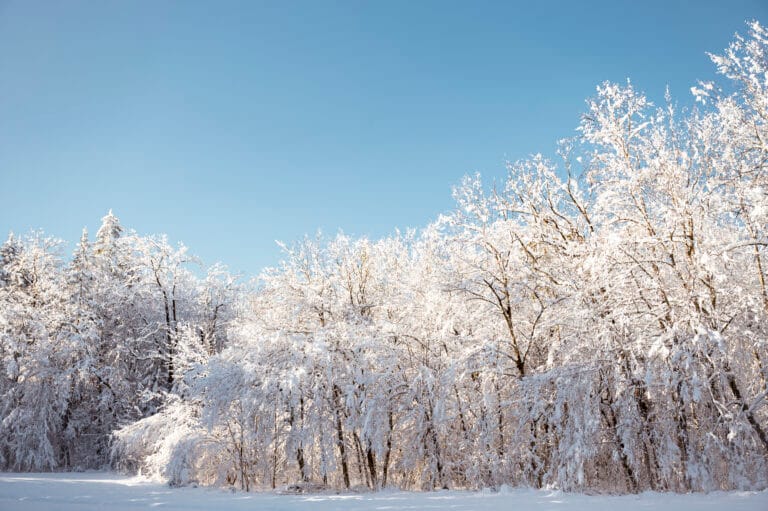 Sneklædt skov under klar blå vinterhimmel